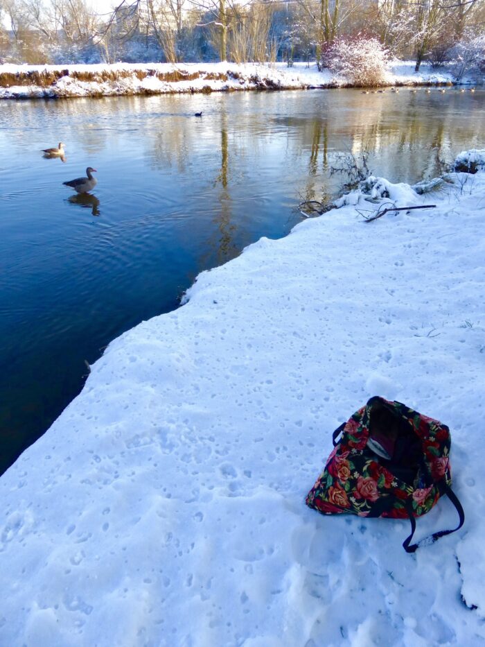 Impressionen beim Eisbaden: Foto einer auf Schnee abgelegten Schwimmtasche, direkt daneben der Fluss mit zwei Graugänsen darin, die in Richtung der Schwimmtasche blicken.