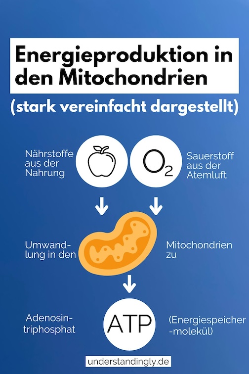 Infografik: Energieproduktion in den Mitochondrien, stark vereinfacht dargestellt. Das Bild beschreibt den Prozess der Energieproduktion von oben nach unten. Oben befinden sich zwei Symbole, eines für Nährstoffe aus der Nahrung (ein Apfel), eines für Sauerstoff aus der Atemluft; davon gehen zwei Pfeile nach unten zu einem Mitochondrium, und davon ausgehend ein Pfeil zu ATP, dem Energiespeichermolekül, das von Mitochondrien produziert wird.